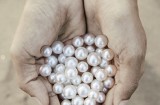环保养殖珍珠为可持续发展铺路