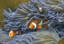 挽救澳大利亚白化大堡礁 珊瑚移植点燃希望